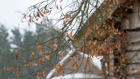 Yellow leaves of the tree covered with snow on rustic house background.の写真素材