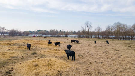 Herd of wild cows in a meadow. Heck cattles in nature.の写真素材