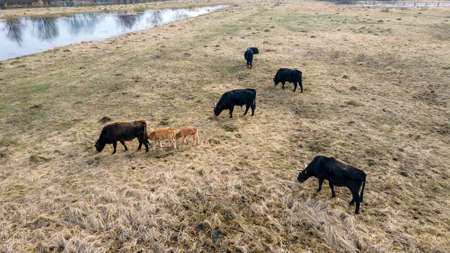 Herd of wild cows in a meadow. Heck cattles in nature.の写真素材