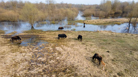 Wild cows in naked pasture in spring. Cows graze in wild pasture among dry grass on a picturesque...