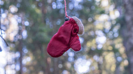 A red mitten is hanging on a tree in the forest. Search for missing people in the forest, concept. A lost child glove on a tree branch.の写真素材