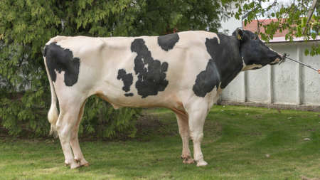 Beautiful breeding bull in the farm corral. The bull-producer in the rack for the catalog.