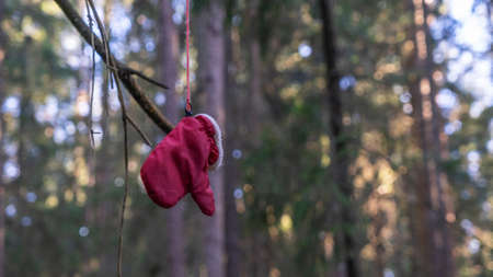 A red mitten is hanging on a tree in the forest. Search for missing people in the forest, concept. A...