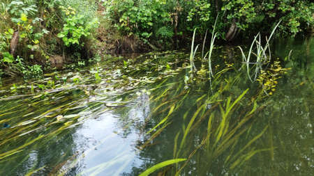 A group of green aquatic plants in the river. Water lilies and duckweed in the river.