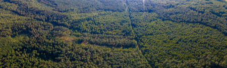 Aerial photograph vibrant green tree canopy natural forest background. View of pine forest from...