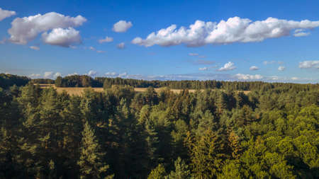Pine forest from a height. Aerial drone view over a lush green pine forest.