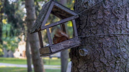 A ginger squirrel looks out from a feeder hanging on a tree in a city park.
