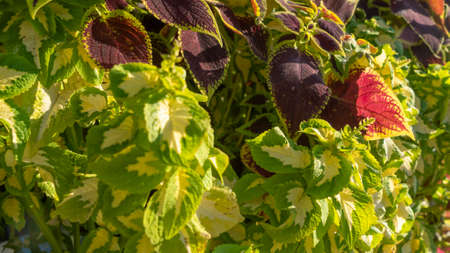 Dumb canes or Dieffenbachia outdoor plant. Plant background for design.の写真素材