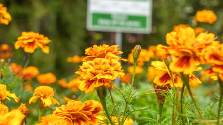 Sign Do Not Walk On The Grass on the defocused yellow flowers on foreground. No Sign Of Trampling The Lawn. Nature concept.の写真素材