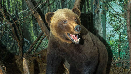 Stuffed adult Brown Bear in a fierce pose. Taxidermy bear with brown fur. Animal concept. Image for design.の写真素材