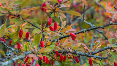 Ripe red autumn briar berries on a rose bush branch. Photo of shrubs of rosehip in the wild on a...