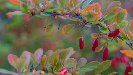 Ripe red autumn briar berries on a rose bush branch. Photo of shrubs of rosehip in the wild on a sunny autumn day. Healthy life concept.の写真素材