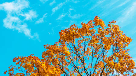 Yellow fallen leaves. Tree against cloudy blue sky. Yellow Maple Tree Leaves Composition Over Sky. Beautiful autumn tree and blue sky. Autumn Nature concept.の写真素材