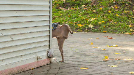 Street dog is peeing on the corner of kiosk. Small dog urinating on a wall om the street. Animal concept.の写真素材
