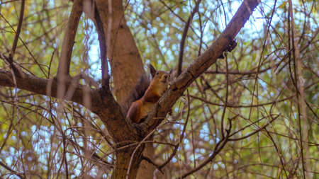 Cute young red squirrel in a natural park. Very cute animal, interesting about its surroundings, looking funny. Red squirrel in the natural environment. Jumping and climbing trees, running, eating.の写真素材