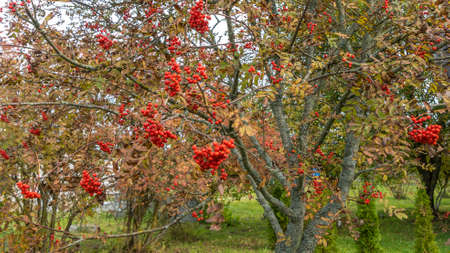 Rowan berries on a branch. Autumn harvest. Ripe red rowan berries close-up growing in clusters on the branches of a rowan tree.の写真素材