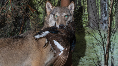 A stuffed wolf. Wolf head. Museum exhibit stuffed wild predators. Hunting trophy.