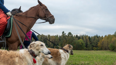 Beautiful russian borzoi or greyhound dogs with horse. Close-up view of dogs and hotse heads. Animal...
