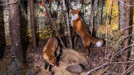 Red fox stuffed and mounted on a display stand. Taxidermy fox mount specimen. Side view. Medium...