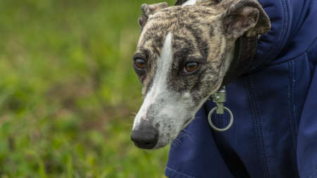 Beautiful Whippet head portrait. Cute English whippet in a field. Animal concept.の写真素材