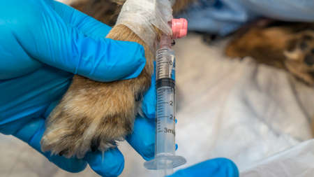 Vet doctor gives an injection to a sick dog. Doctor holding a syringe with medicine. Veterinary...