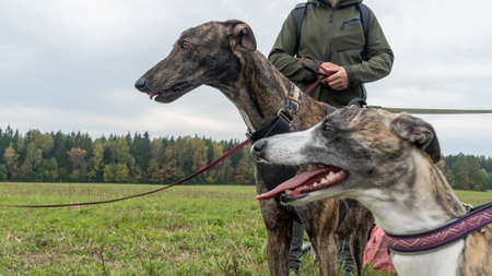 Beautiful Whippet head portrait. Cute English whippet in a field. Animal concept.