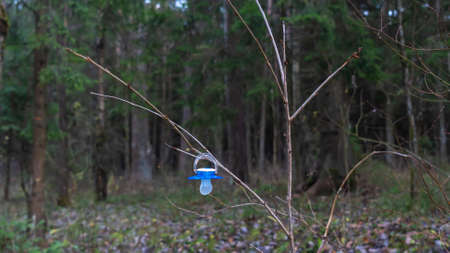 Lost nipple hanging on a tree branch. Baby dummy hanging on tree. Lost dummy. Childhood concept.