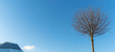Round crowns of decorative small tree without leaves against the background of classic blue sky and part of modern building. Space for text. Image for design.の写真素材