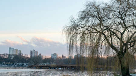 Modern residential area in city near lake with the first snow. Tall residential buildings are visible behind the trees. Urbam concepts.の写真素材