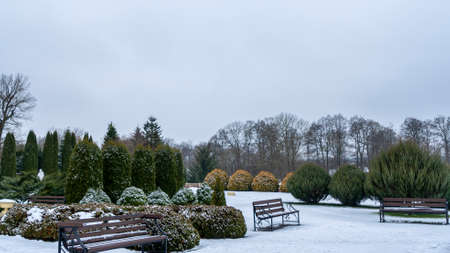 A wooden bench on a lawn covered snow. Landscape design. Juniper and thuja bushes on the background. Winter concepts.の写真素材