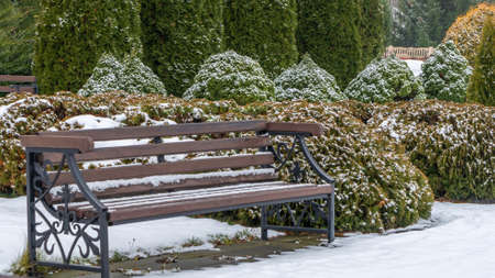 A wooden bench on a lawn covered snow. Landscape design. Juniper and thuja bushes on the background. Winter concepts.の写真素材