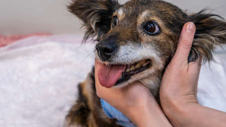 Veterinarian Caring For Injured and homeless Dog. Dog weasel hand on vet. Animal healthy concepts.