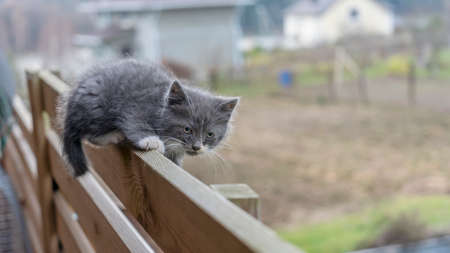 Kitty lies on the fence. Close-up of a gray cat lying on a high old fence made of boards. Blurred background. Animal concepts.の写真素材
