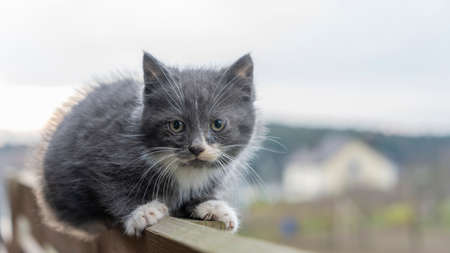 Kitty lies on the fence. Close-up of a gray cat lying on a high old fence made of boards. Blurred background. Animal concepts.の写真素材