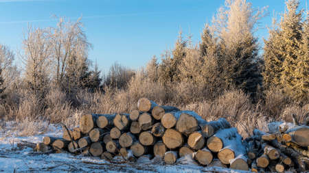 Stacked logs in the forest in winter. Wood outside stacked up in snow. Pine logs for a sawmill in a...