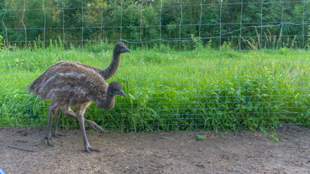 Young emu ostriches walk in the aviary. conservation of natural diversity. Ostrich farm. animal theme.の写真素材