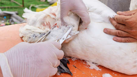 Exotic veterinarian performs an operation on the swan broken wing. veterinary medicine. Doctor helping animals. Orthopedics surgery. wildlife vet.の写真素材