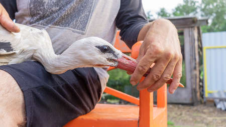 The process of medical examination by a veterinarian of a wounded wild bird stork. Ciconia without one leg. Close-up with selective focus Leg bandage.の写真素材