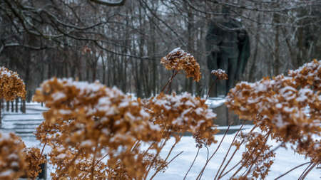 Close-up view of dry plants in the park are covered with hoar frost. selective focus. Cold snowy...