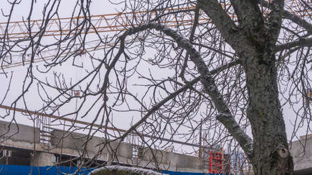 A view of a tower crane jib through the bare branches of a tree on the dusk gray sky background. construction concepts. industry theme.の写真素材