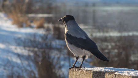 Gray crow sits on embankment of river in the town against bokeh nature background in winter time. The hooded crow also called hoodie or gray crow is a Eurasian bird species in the genus Corvus.の写真素材