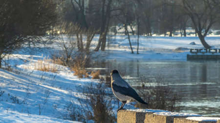 Gray crow sits on embankment of river in the town against bokeh nature background in winter time. The hooded crow also called hoodie or gray crow is a Eurasian bird species in the genus Corvus.の写真素材