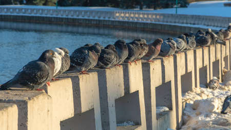 Pigeons sit in a row on a concrete fence on the river embankment on a sunny winter day in the city. selective focus. A flock of pigeons basks together. Teamwork and urban concepts.の写真素材