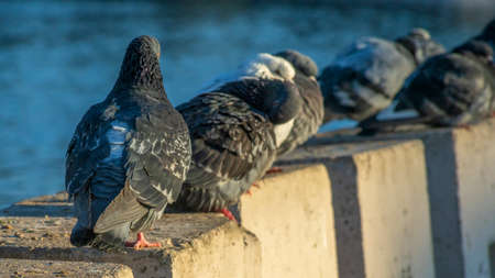 Pigeons sit in a row on a concrete fence on the river embankment on a sunny winter day in the city. selective focus. A flock of pigeons basks together. Teamwork and urban concepts.の写真素材
