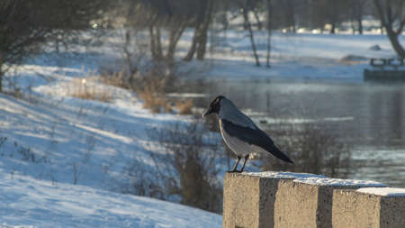 Gray crow sits on embankment of river in the town against bokeh nature background in winter time. The hooded crow also called hoodie or gray crow is a Eurasian bird species in the genus Corvus.の写真素材