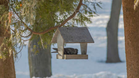 Cute pigeon on wooden bird feeder in snowy park. Caring for the environment. Feeding birds....
