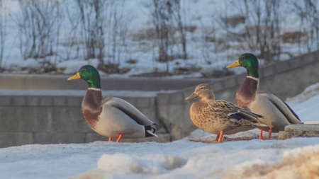 Two gray with blue drakes and brown duck walking in the snow in city park at sunny winter day. Wintering ducks on snow in winter. Ducks in the park are waiting for food from people. animal theme.の写真素材
