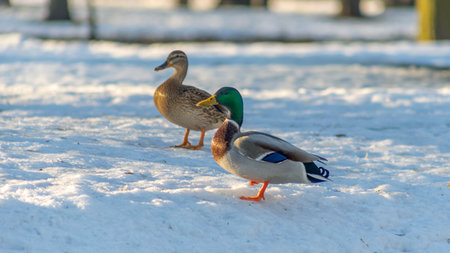 Brown duck and gray with blue drake walking in the snow in city park at sunny winter day. Wintering ducks on snow in winter. Ducks in the park are waiting for food from people.の写真素材