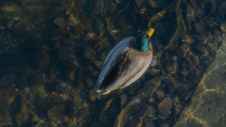 Top view of mallard duck bird swim on clear cold water natural background. A drake wintering in the...