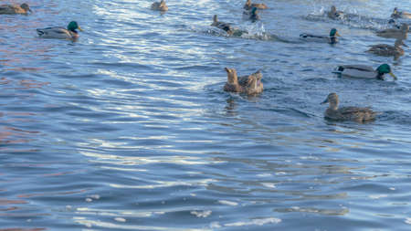 Waterfowl ducks and drakes on a winter river near open water in the city. A flock of ducks in the cold water. Ducks are waiting for food from people. Fauna ecosystem. Winter time.の写真素材
